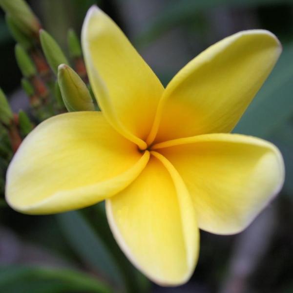 'Aztec Gold'