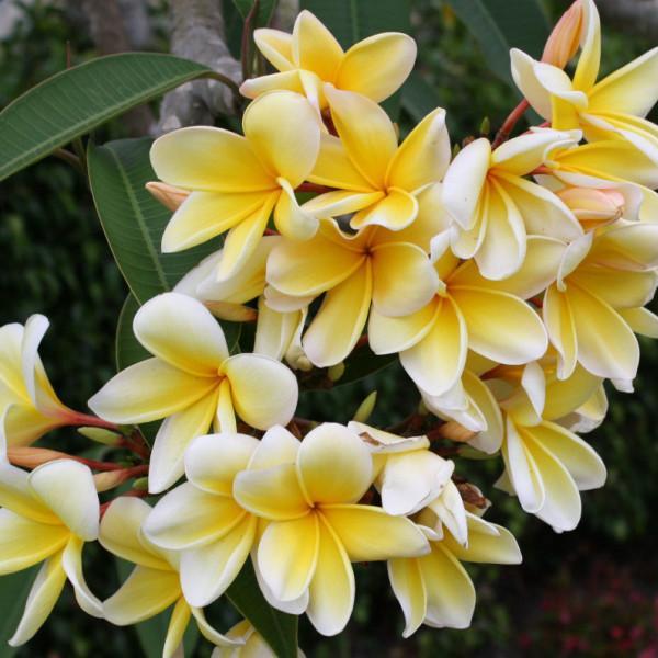 'Aztec Gold'