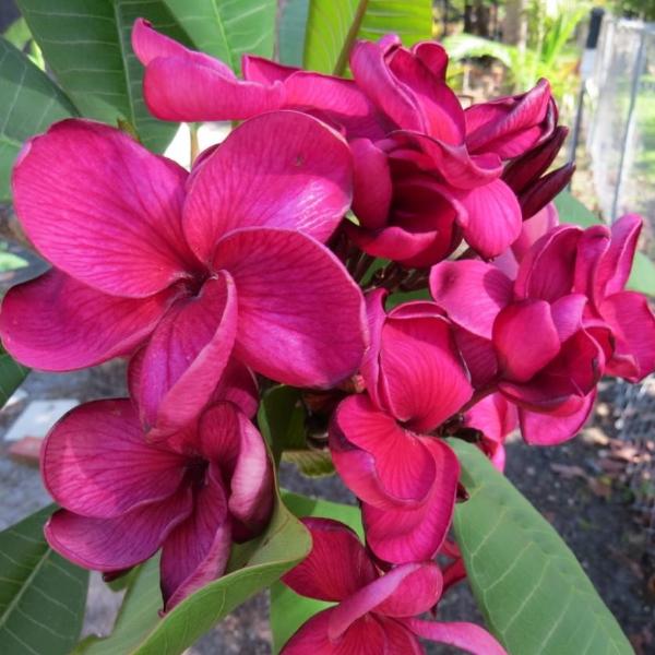 'Black Tiger'