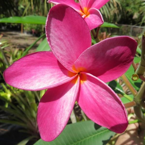 'Cancun Pink'