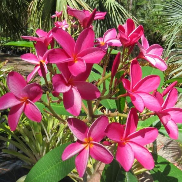 'Cancun Pink'