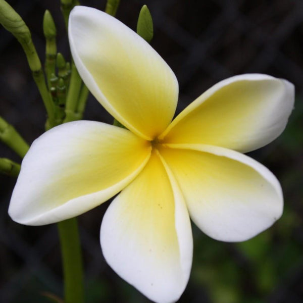 'Celadine'