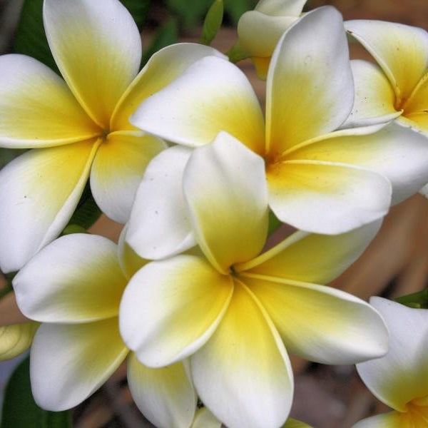 'Celadine'