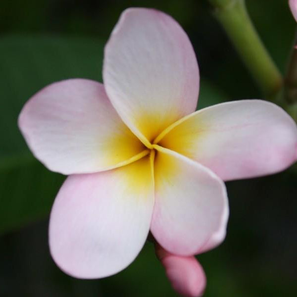 'Cocohatchee Pink'