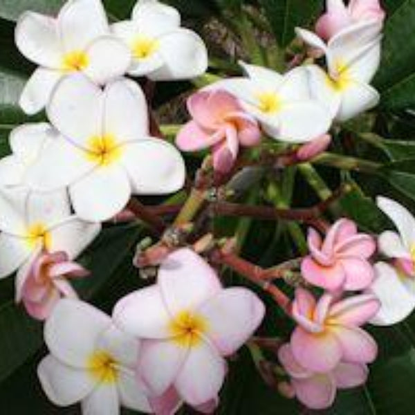 'Cocohatchee Pink'