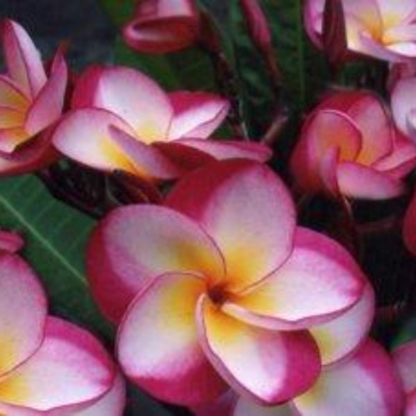 'Danai Delight'