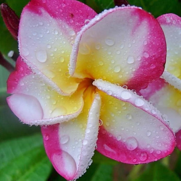 'Danai Delight'