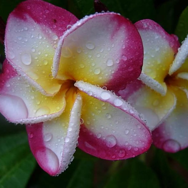 'Danai Delight'