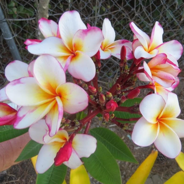 'Domeno'
