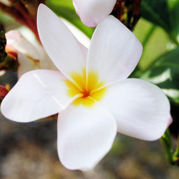 'Everglades White'