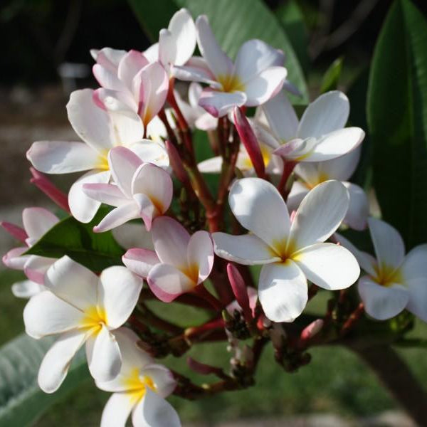 'Everglades White'