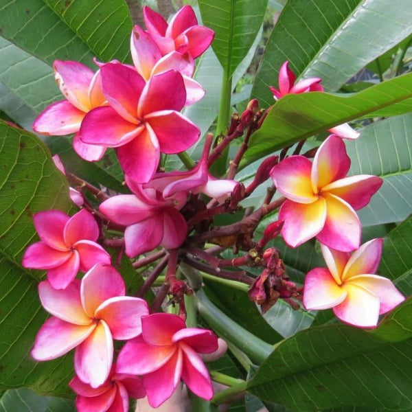 'Hawaiian Duke'
