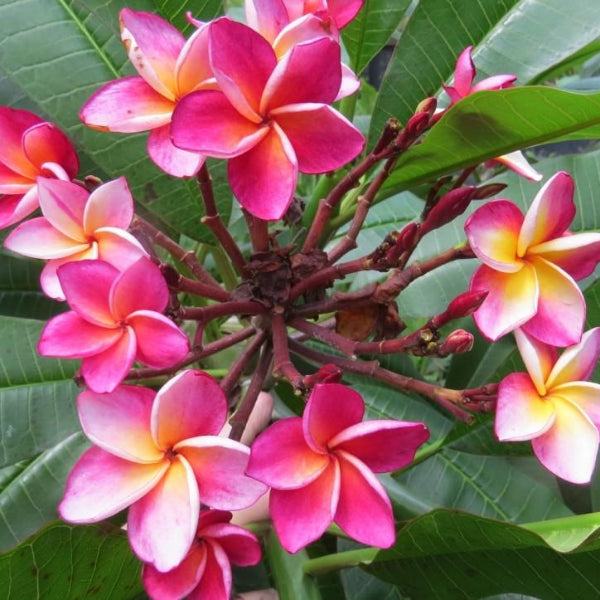 'Hawaiian Duke'