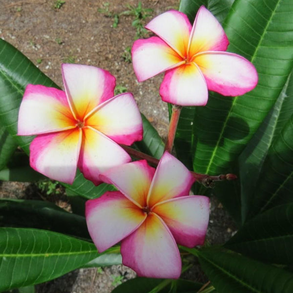 Hawaiian Rainbow