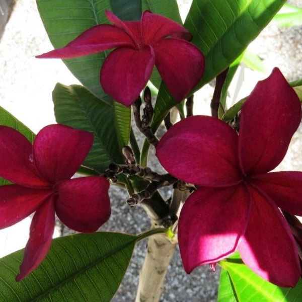 'Hilo Beauty'