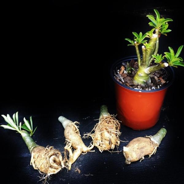 Adenium obesium aka 'Desert Rose' Four Pack Mixed Colors