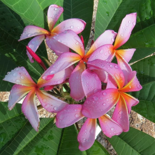 Kala Koa