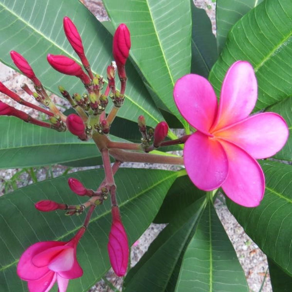 'Kahuku'