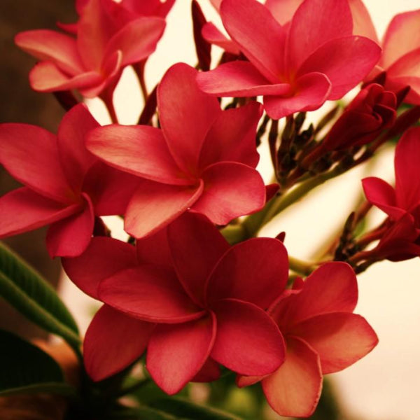 'Key West Red'