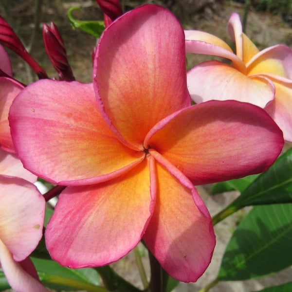 'Kimo'