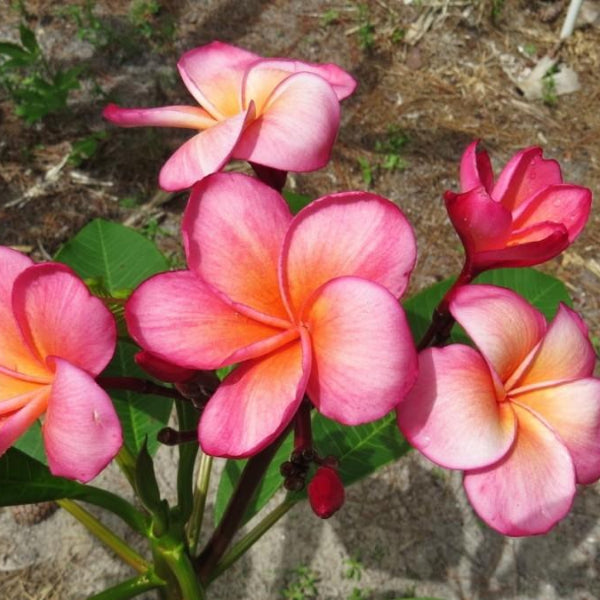 'Kimo'