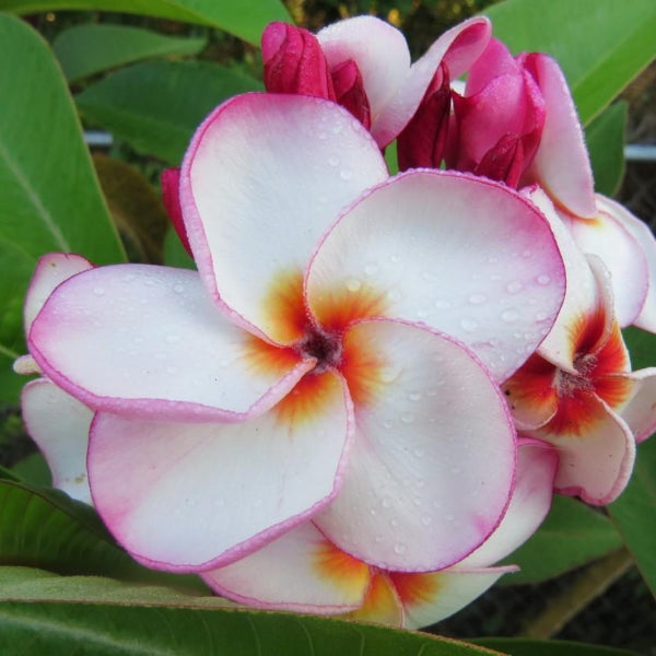 'La Belle'