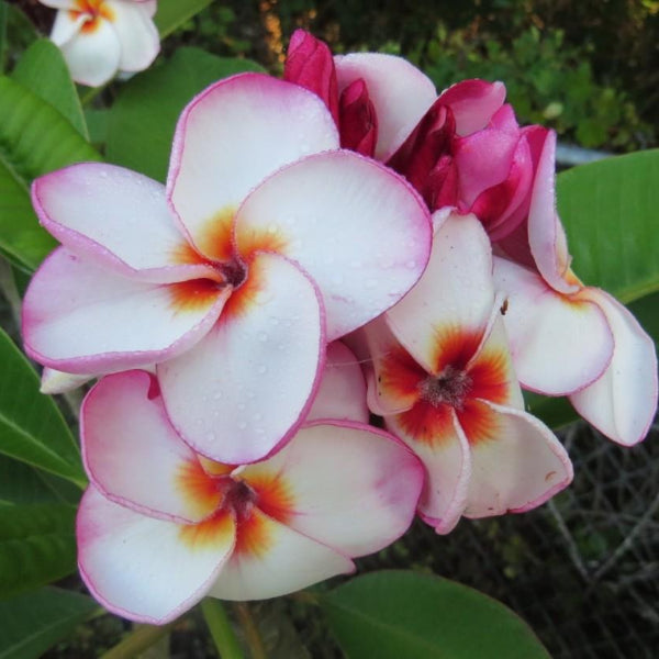 'La Belle'