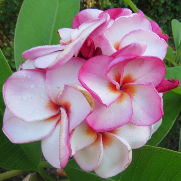 'La Belle'