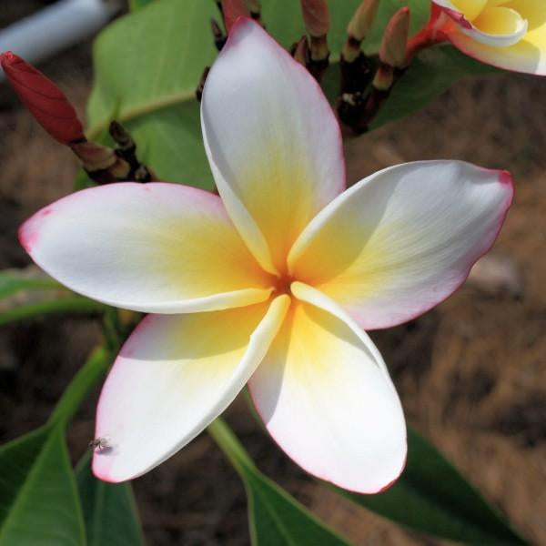 'Lee La 007'