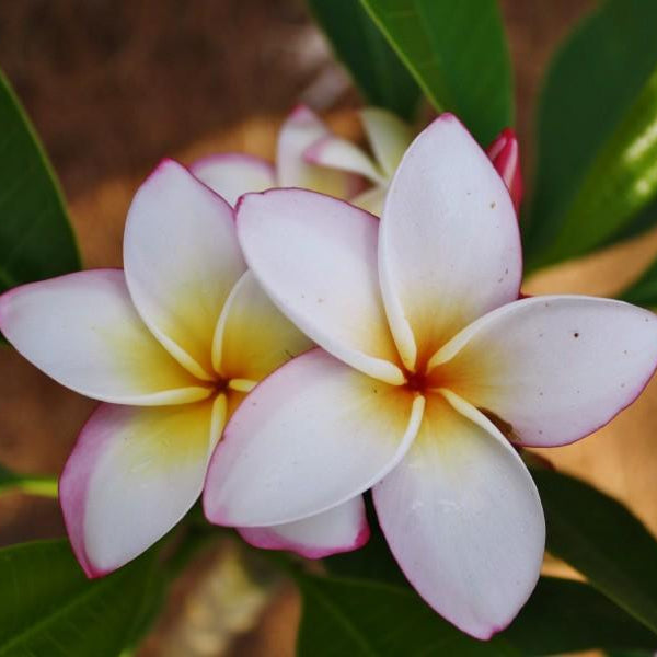 'Lee La 007'
