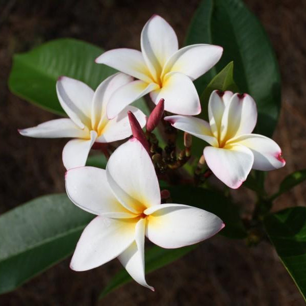 'Lee La 007'