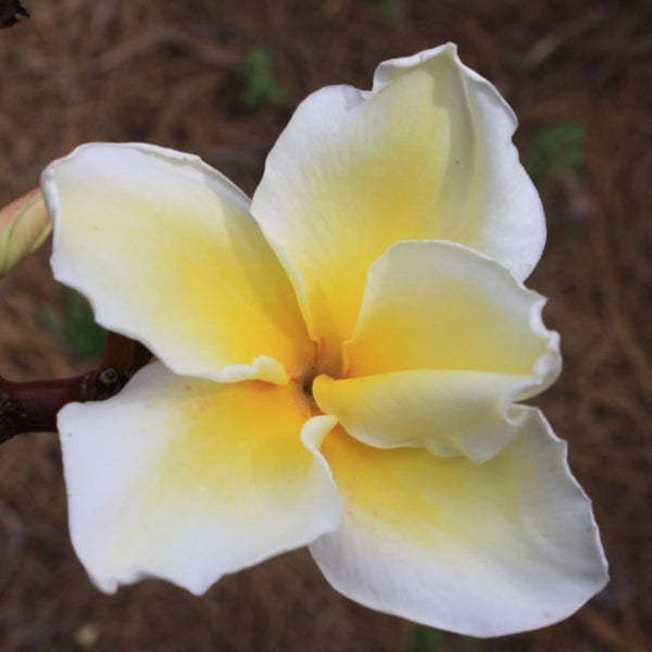 'Leela Puntip'