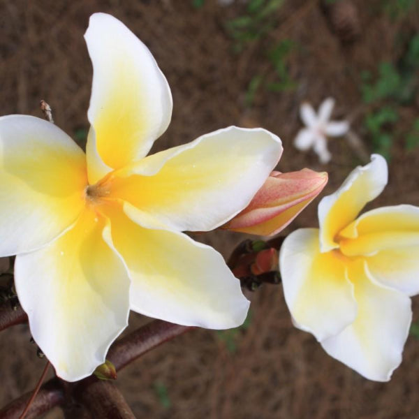 'Leela Puntip'