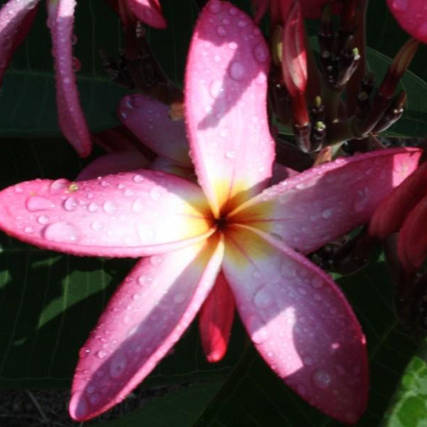 'Marco Island'