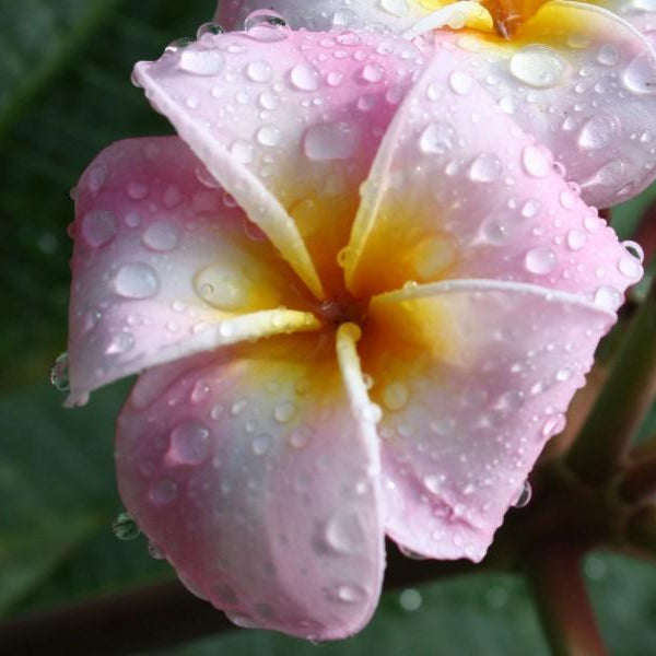 'Maui Beauty'
