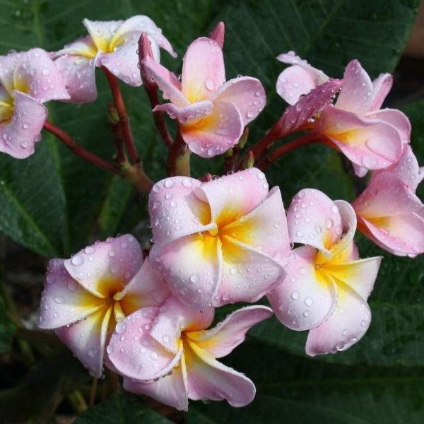 'Maui Beauty'