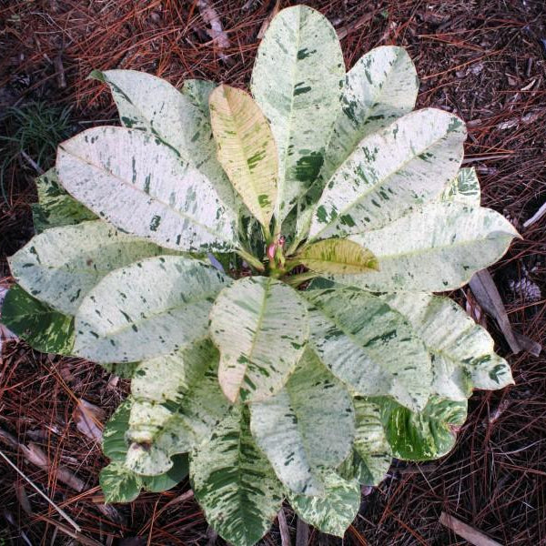 'Maya' (Variegated)