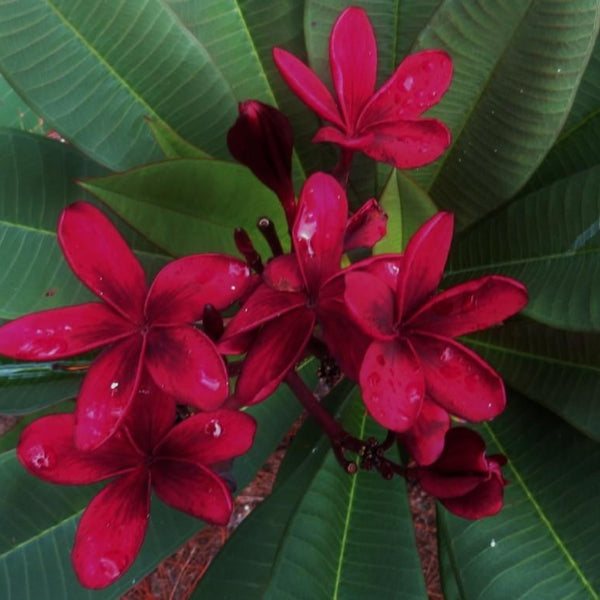 'Maui Star'