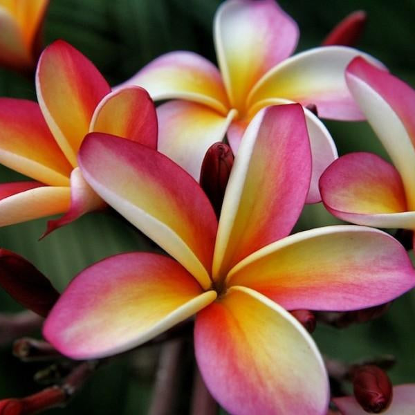 'Nebels Rainbow'