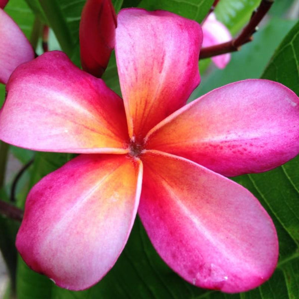 'Newport Beach'
