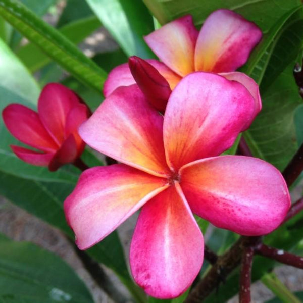 'Newport Beach'