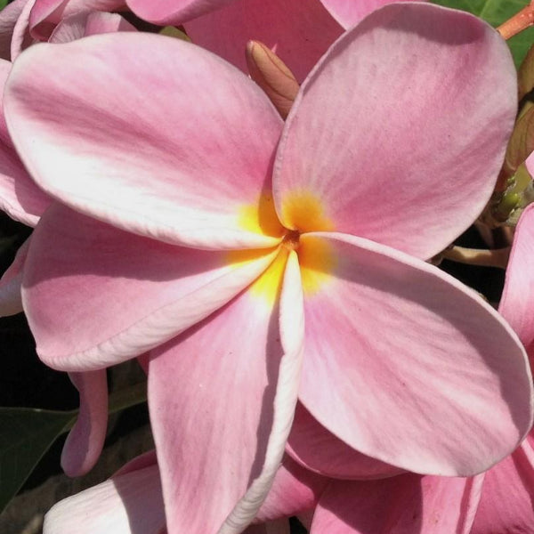 'Okeechobee Pink'