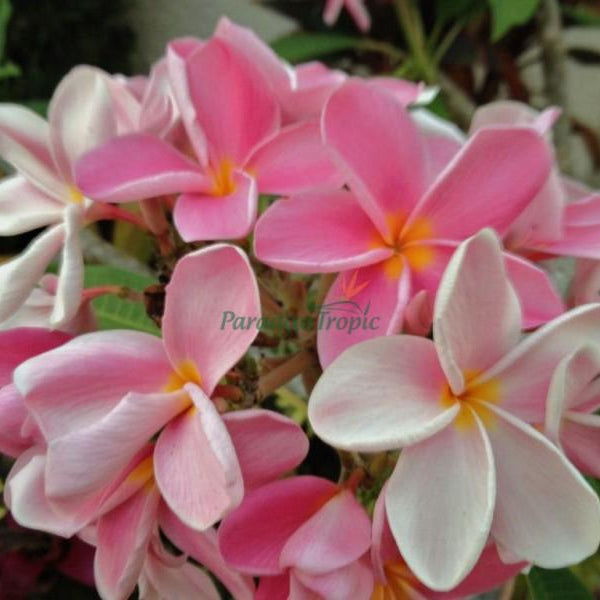 'Okeechobee Pink'