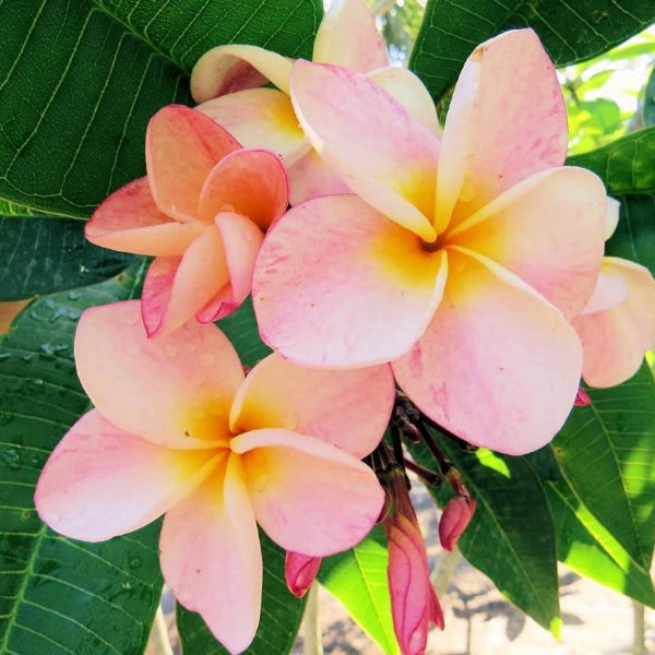 'Peach 2'