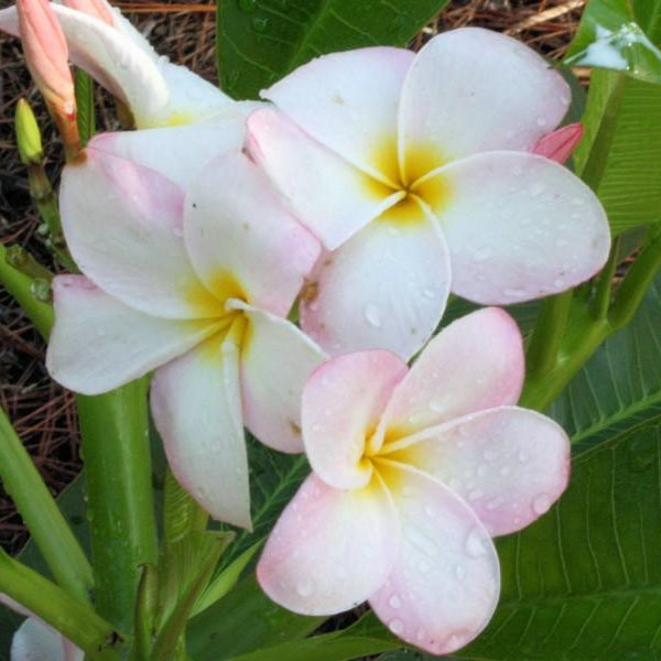 'Pele Pink'