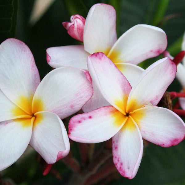 'Pine Island'