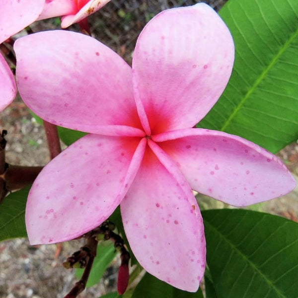 'Pink Sensation'