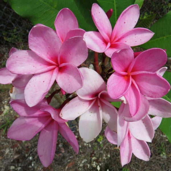 'Pink Sensation'