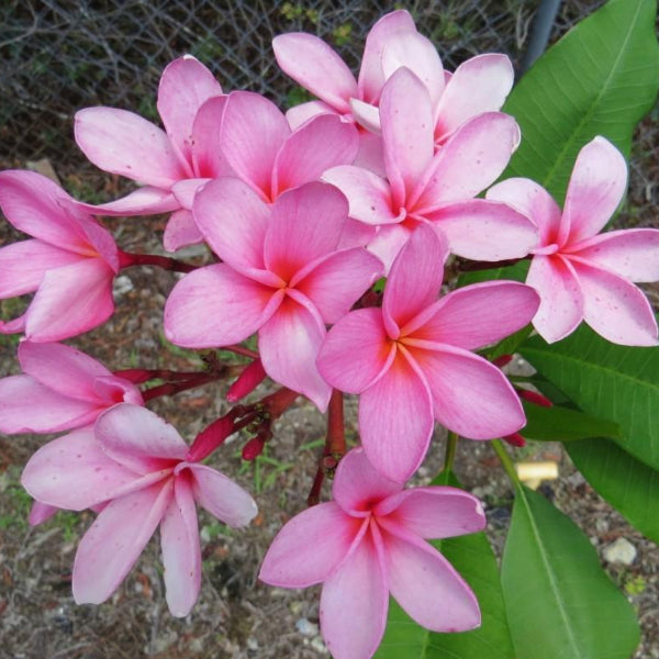 'Pink Sensation'