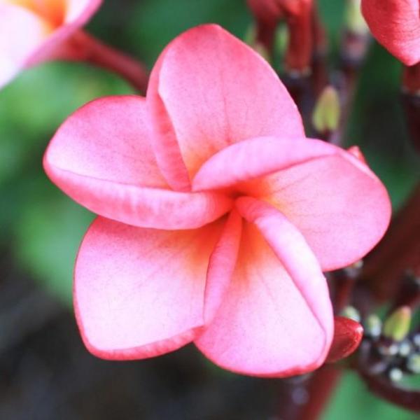 'Black Cyclone'